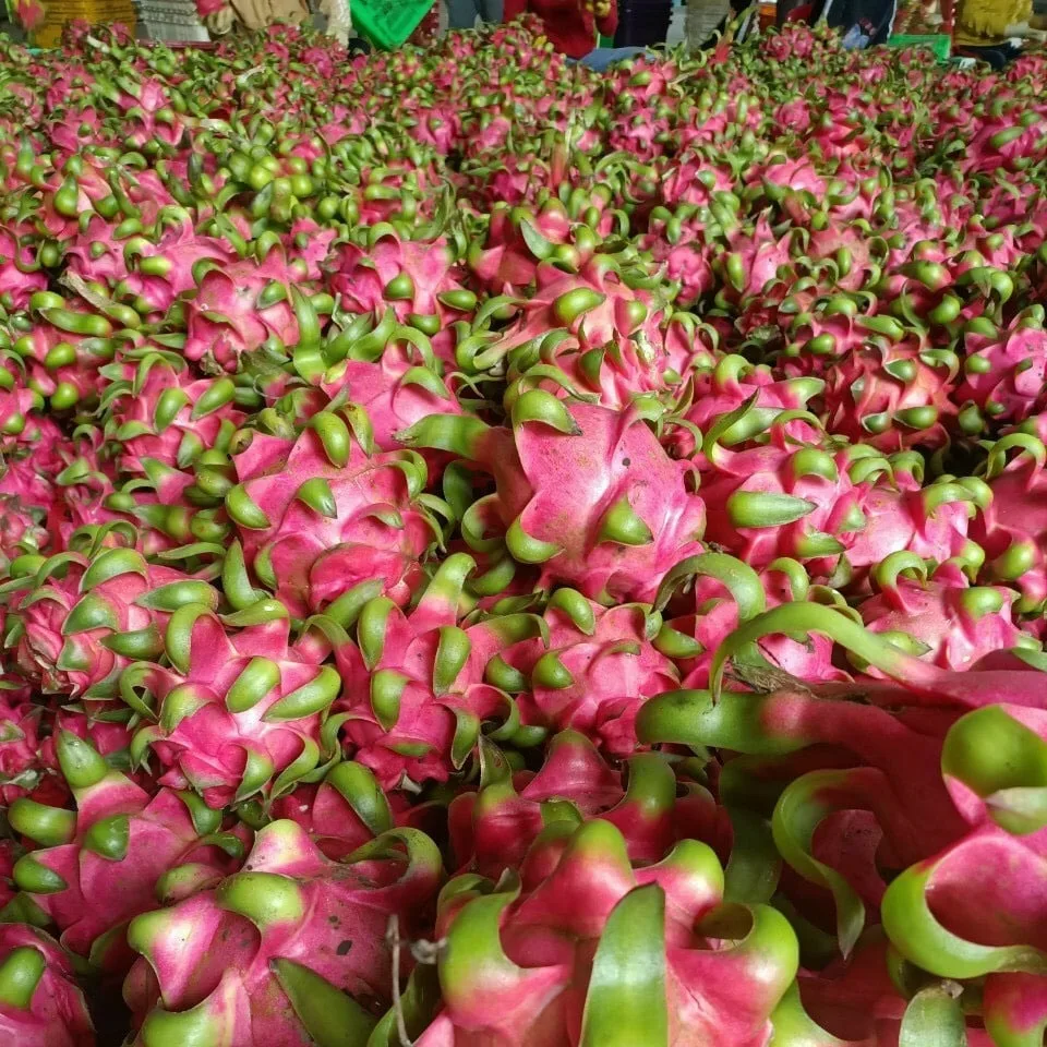 
Fresh White Dragon Fruit from Vietnam with standard quality and best price high quality for export White flesh ready to shipping 