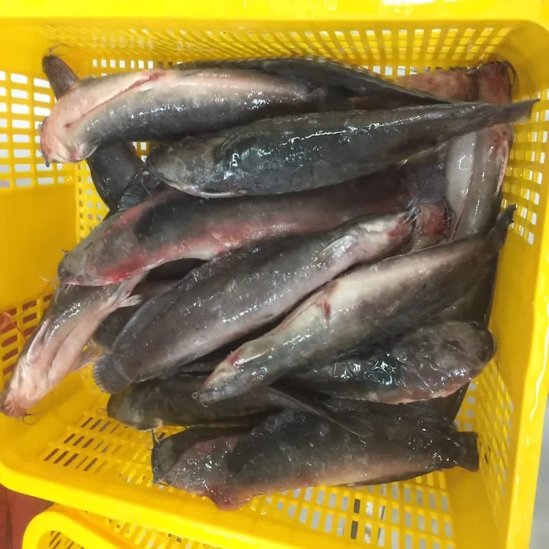 Good Sale Export Whole Round 1- 2kg Land Frozen Catfish