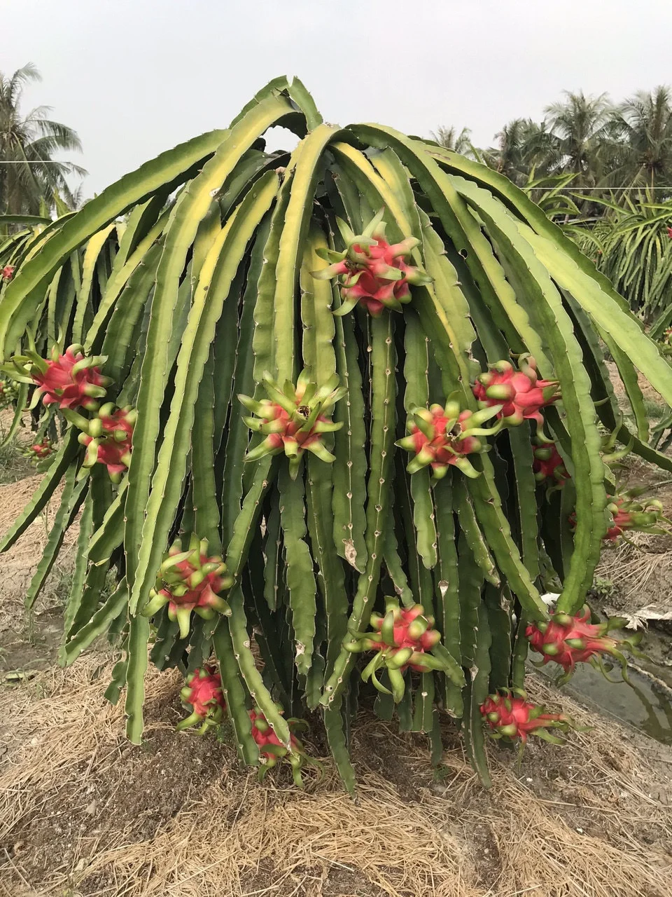 
GOOD QUALITY VIETNAM RED DRAGON FRUIT WITH CHEAP PRICE 