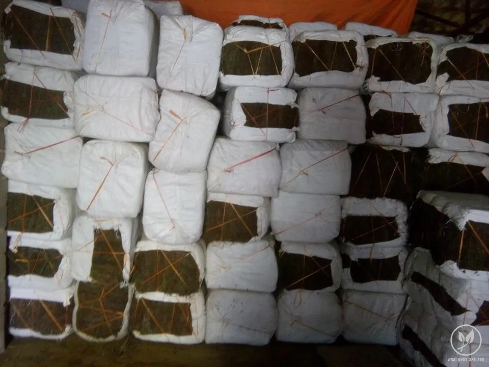 Sales price of raw dried mesona chinensis / jelly grass/ Chin Chou p