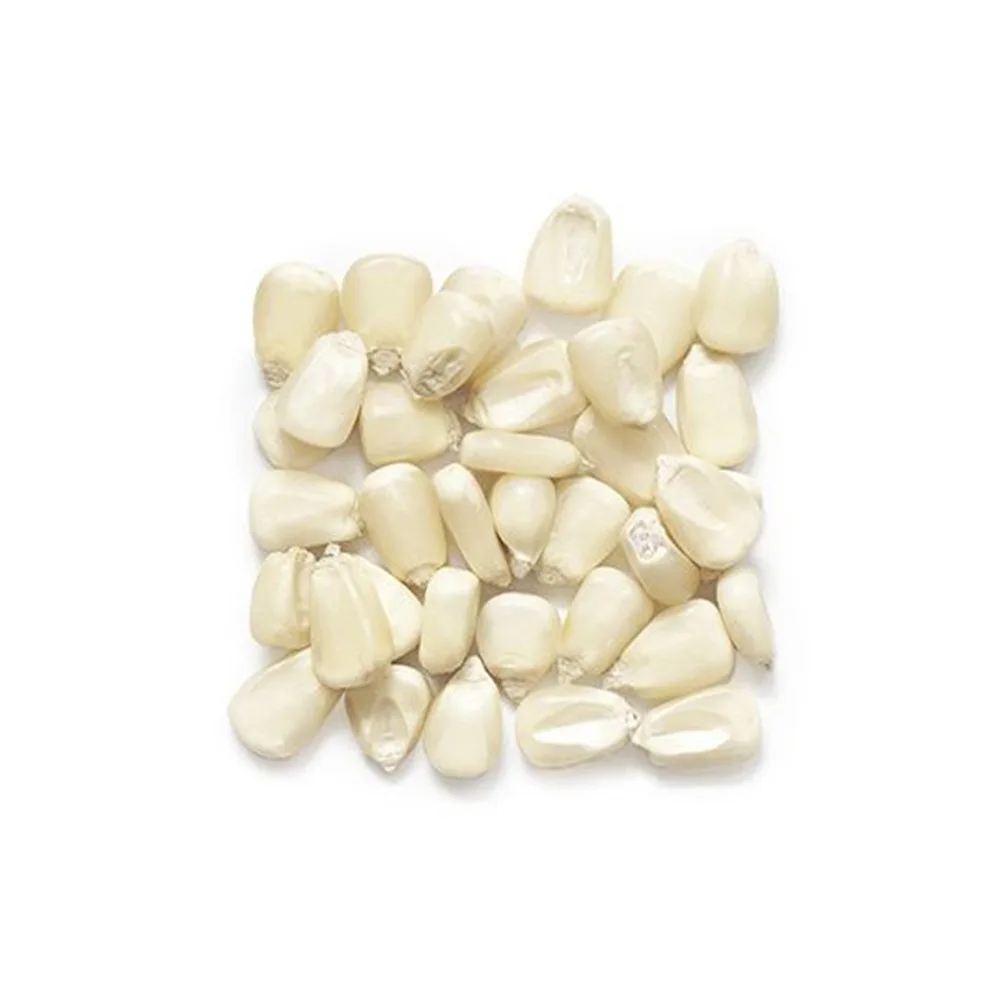 
High Quality Non Gmo White corn for sale 