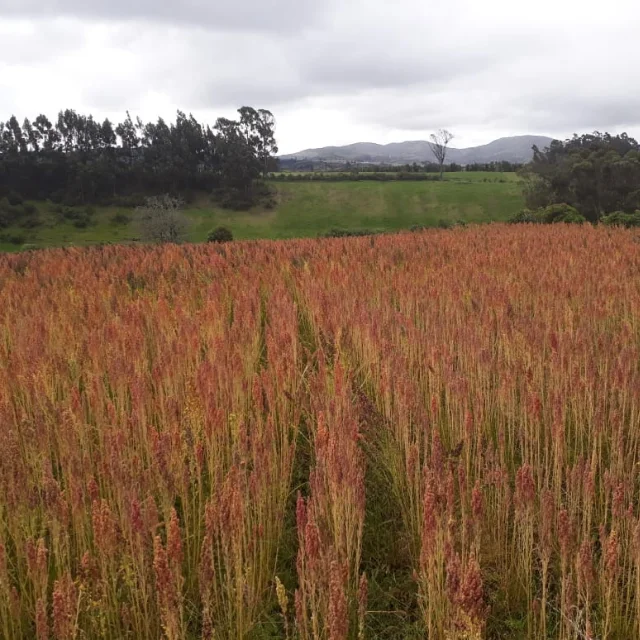 Quinoa real premium organic royal quinoa mixed grain. Kosher,Hala, Organic Certification.