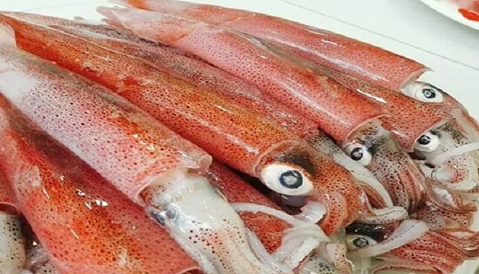 Frozen Long-Barrel Loligo Squid Hight Quality From Viet Nam