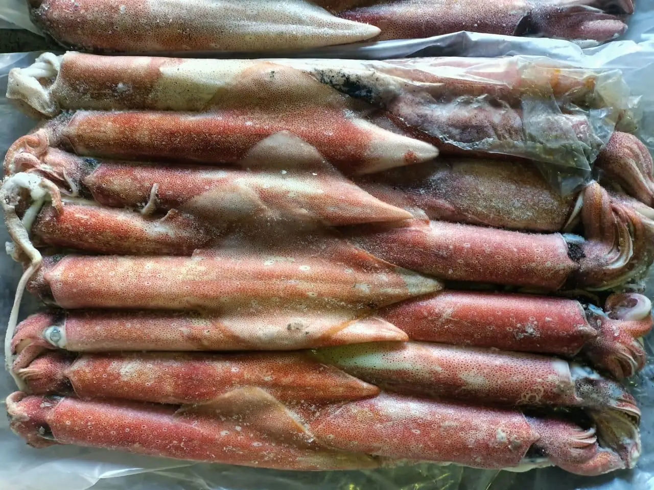 FRESH FROZEN INDONESIAN SQUID MOST POPULAR STANDARD