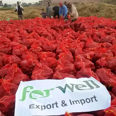 Different sizes of fresh yellow onion