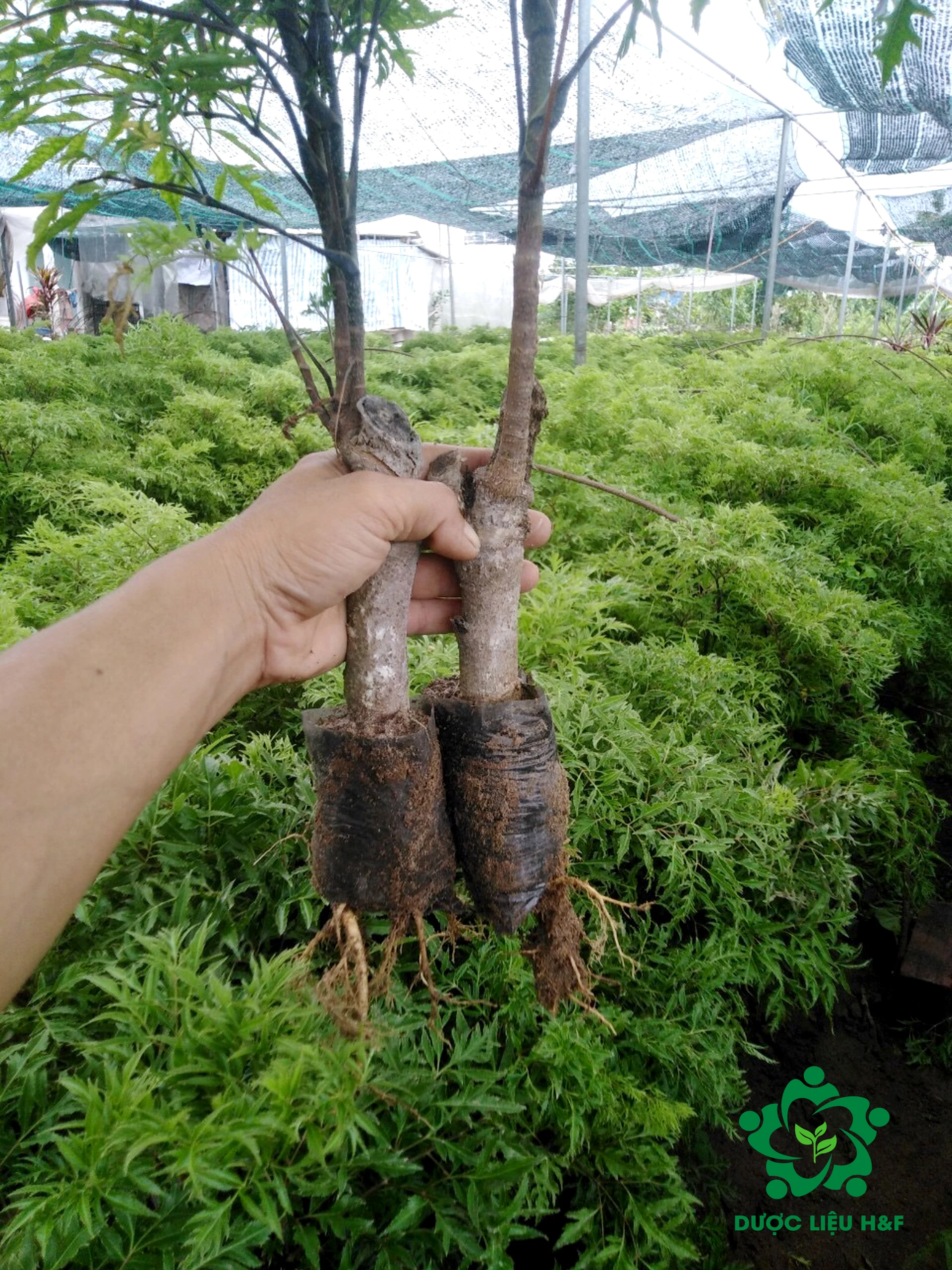 Ming Aralia with Root and 30 cm Long of Main Stem100% Purity Vietnamese Ginseng