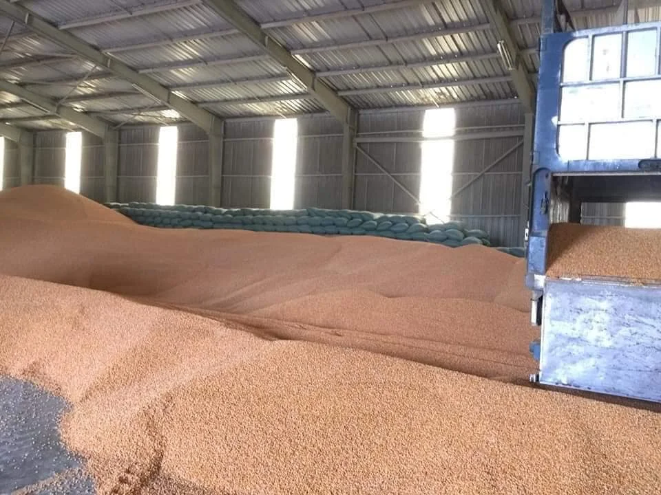  Сушеная кукуруза