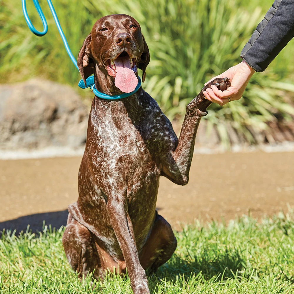 
exclusive Genuine luminous leather dog cat collar 