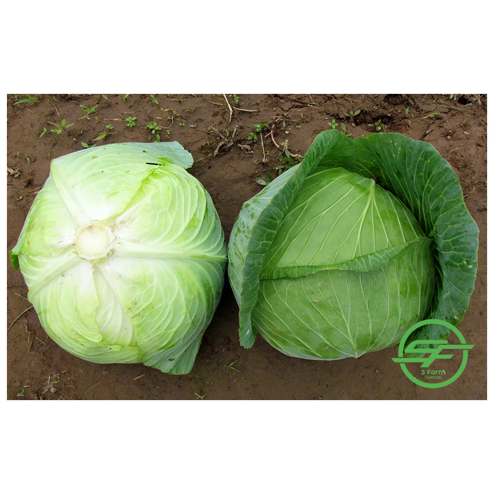 Свежие овощи свежая круглая капуста поставка из Вьетнама