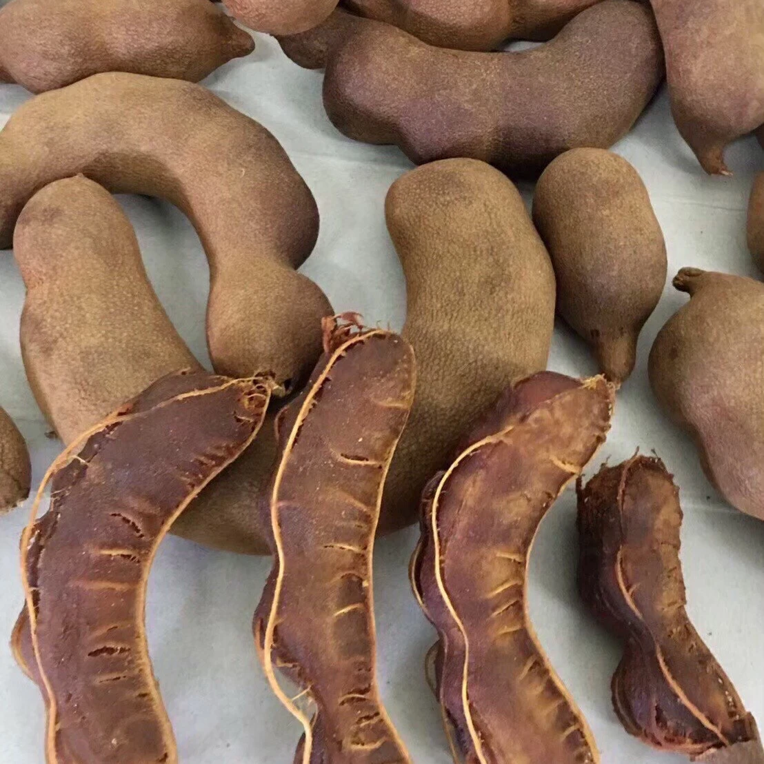 Tamarind - Sweet Tamarind Fresh Tamarind