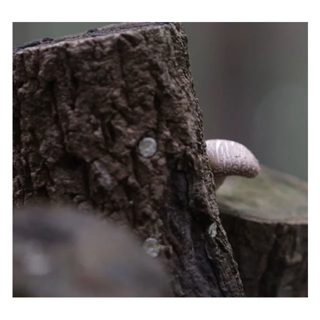  [G-1] Лучший Здоровый пижамы для детей и взрослых снэк-Корея традиционные Hoshigaki подарок снэк-Сделано в Корее