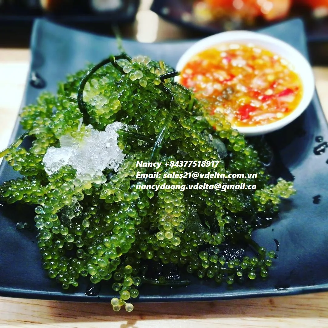
BEST SELLER LATOK SEA GRAPES/CAULERPA LENTILLIFERA/BADAPODO Ms.Lucy +84 929 397 651 