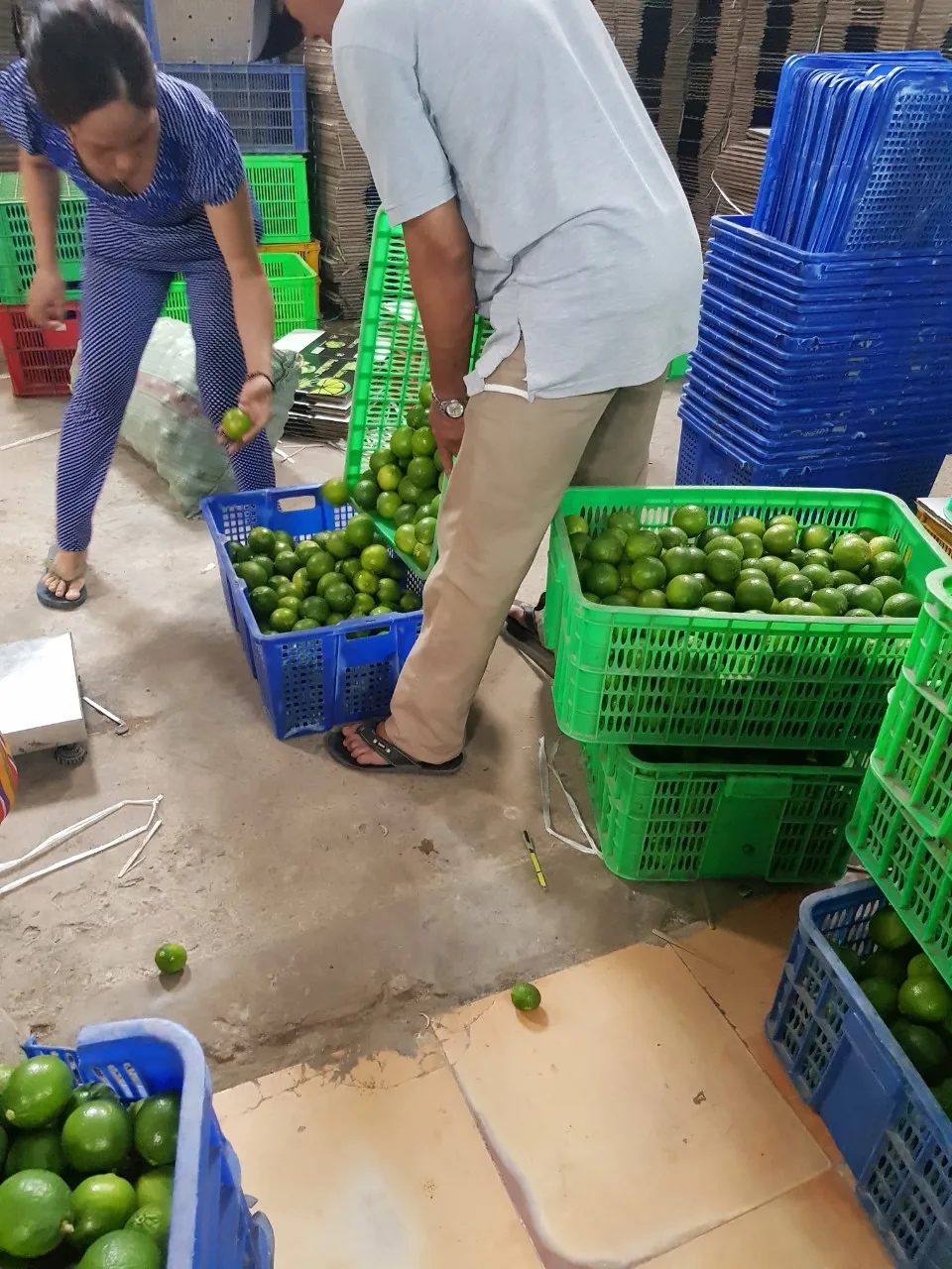 Лидер продаж на японском рынке свежий зеленый лайм хорошая цена высокое качество оптовая продажа без налога из Вьетнама