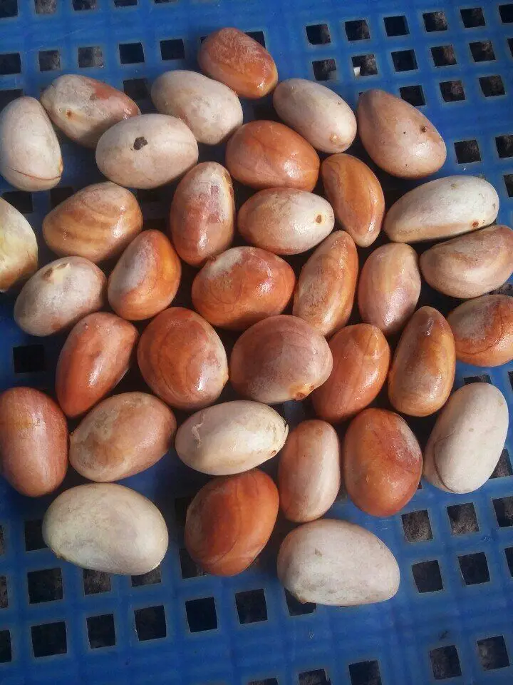 100% Natural Organic Dried Jackfruit Seed/High nutrition jackfruit seed/Dried Jackfruit Seeds Premium Quality made in Vietnam