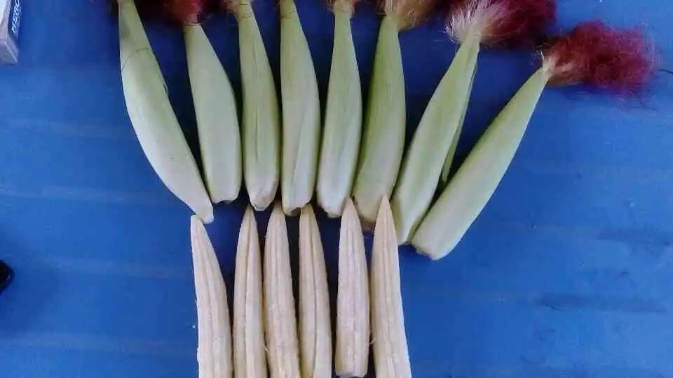 HASU Best Choice High Quality New Crop Frozen Fresh Baby Corn Shipping From Viet Nam