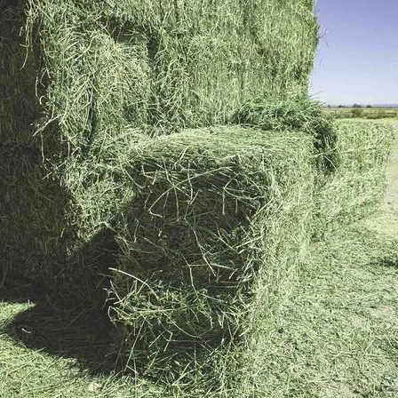 
Alfalfa hay for sale 