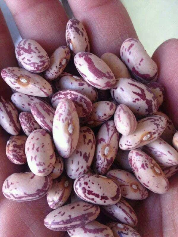 Урожай 2021 октября оптовая продажа премиум класса из Узбекистана пакеты 25 кг натуральная сушеная легкая зернистая фасоль