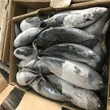 Hot Selling Frozen Bonito 600gram Bqf Pouch 2Kg Raw Material Tuna Bonito Striped In Cheap Price