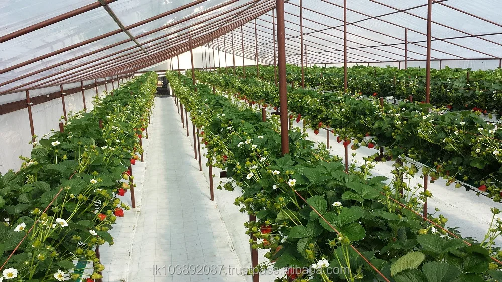 GALUKU HYDRO CS GROW BAG