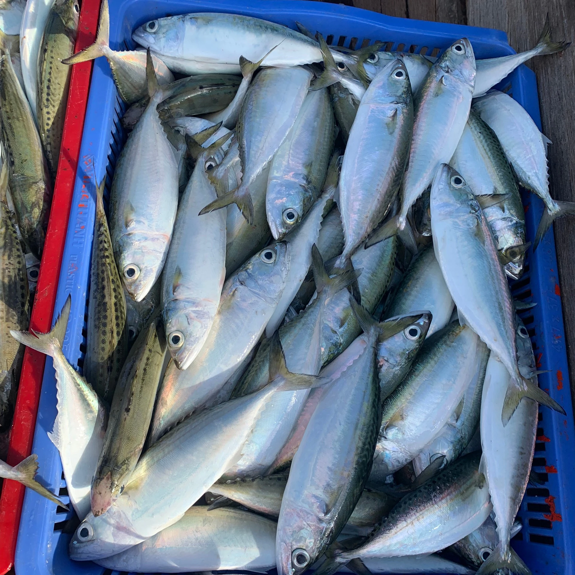 GOOD PRICE FROZEN SHORT BODY MACKEREL AVAILABLE FROM VIET NAM