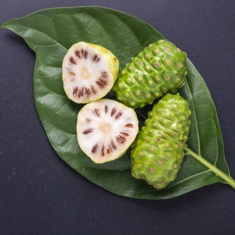 
Fresh Noni Fruit Extract Powder - Vietnam Premium Noni Extract OEM Services 