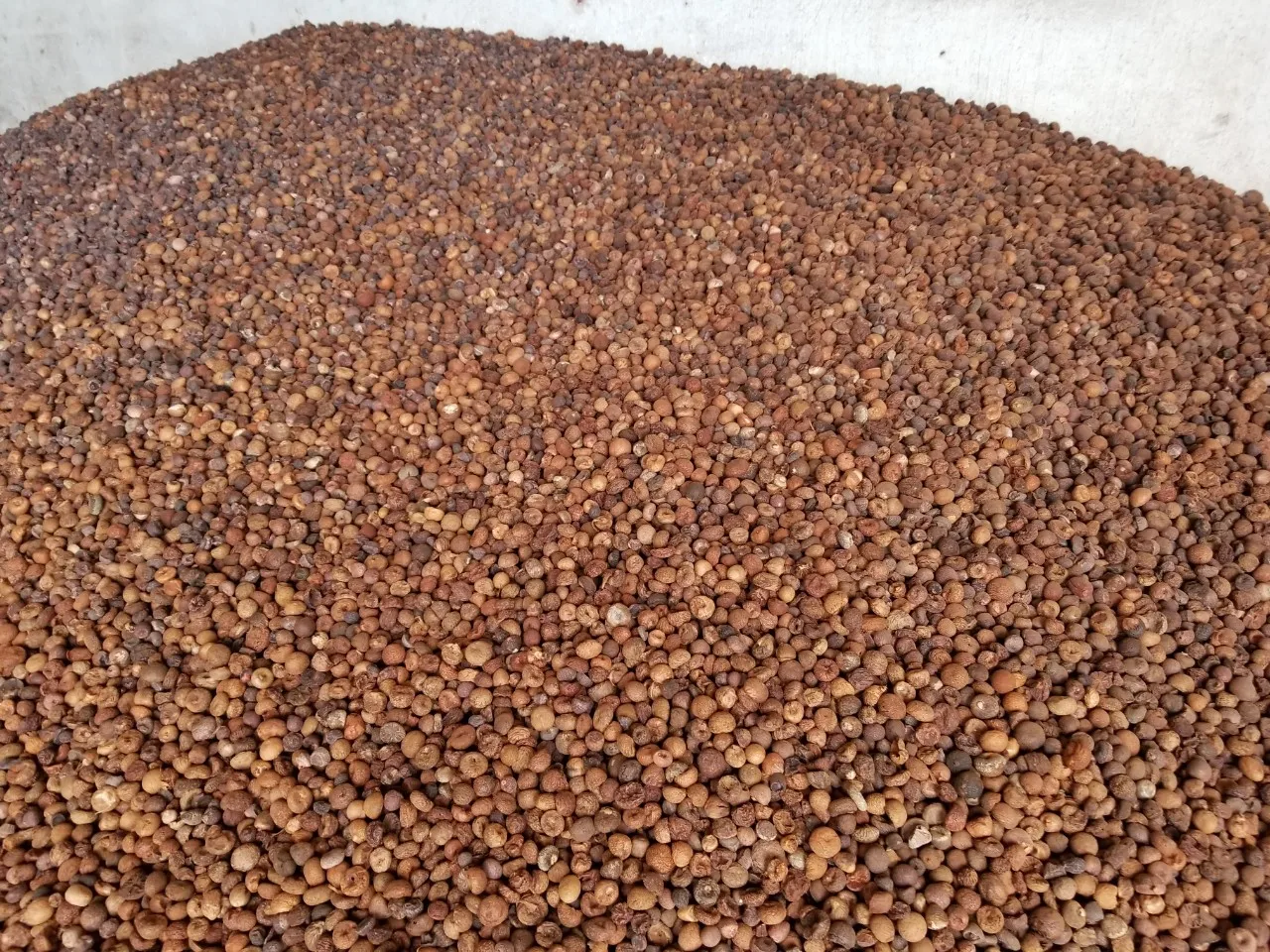 
Supplying Dried whole Areca nut/ Betel nut from Vietnam with high quality_vikafoods (WhatsApp/Wechat: + 84 983 028 718) 