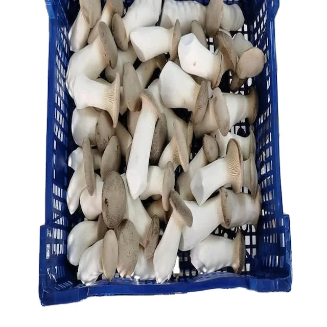 
White Button Mushroom Seeds Bulk 