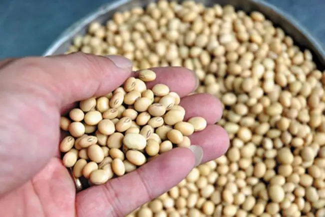 Высокопротеиновая мука соевое сырье/соевая для корма животных/Lina + 84 896 625 614