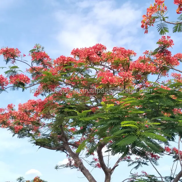
Best selling Tropical 2 -3 meter Outdoor Landscaping Royal PoincianaTree 