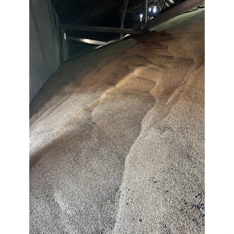 Low priced agriculture whole barley grain for export sale, feed barley from russia