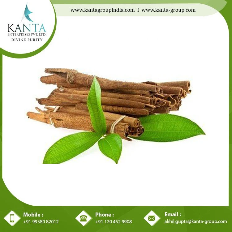 Best Remedy for Reduce Stress Cinnamon essential Oil from Indian Supplier