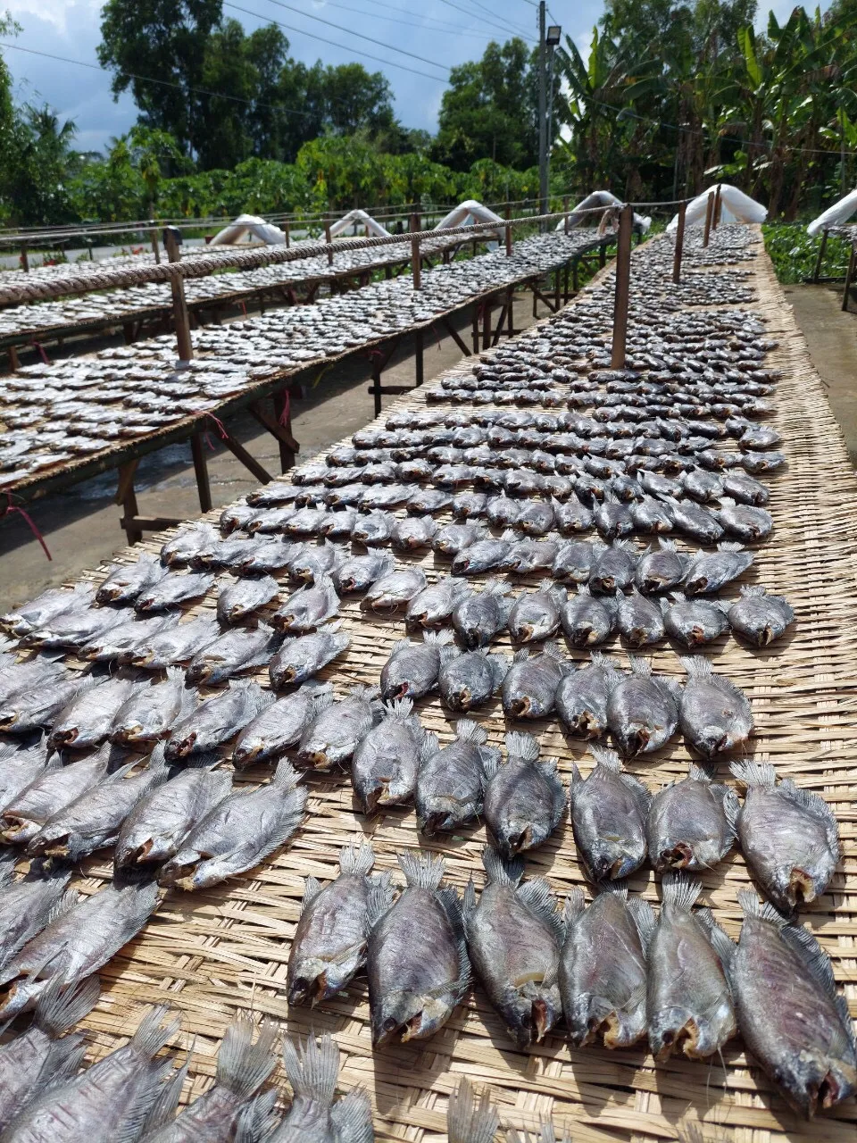 Сушеная дроссельная Рыба Тип 1 Вьетнам по низкой заводской цене