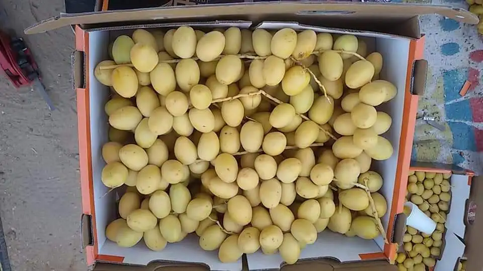 
high Quality Egyptian Fresh Barhi Dates 