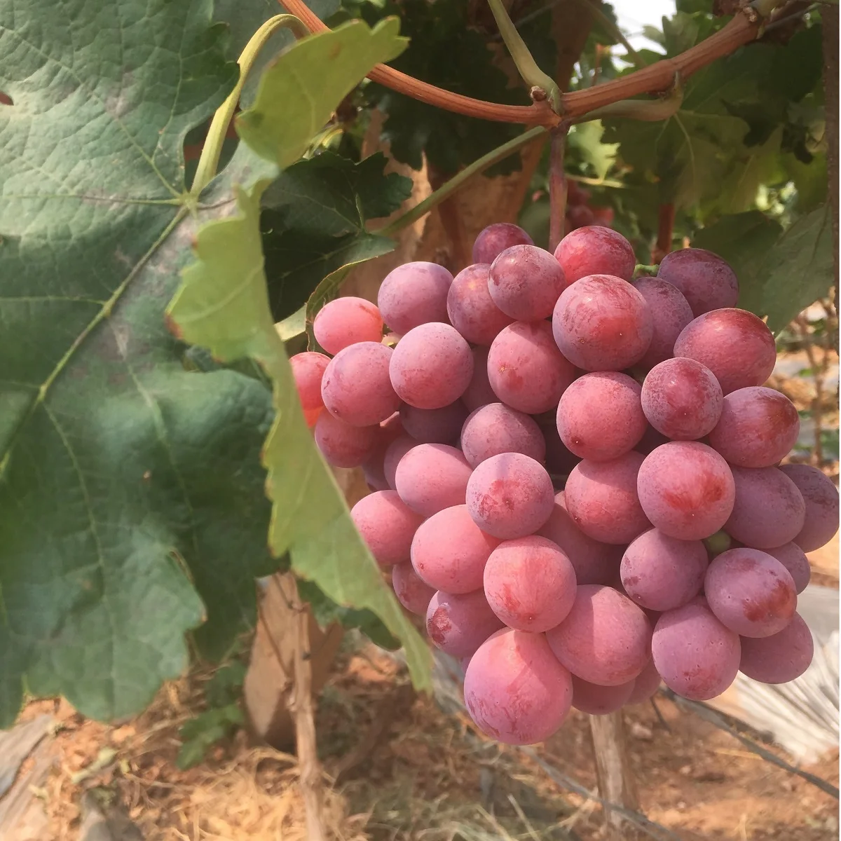 
Sweet Shine Green Grapes / Black Grapes / Red Grapes for Wholesale 100% Natural Seedless Grape Fresh COMMON Cultivation from AU 