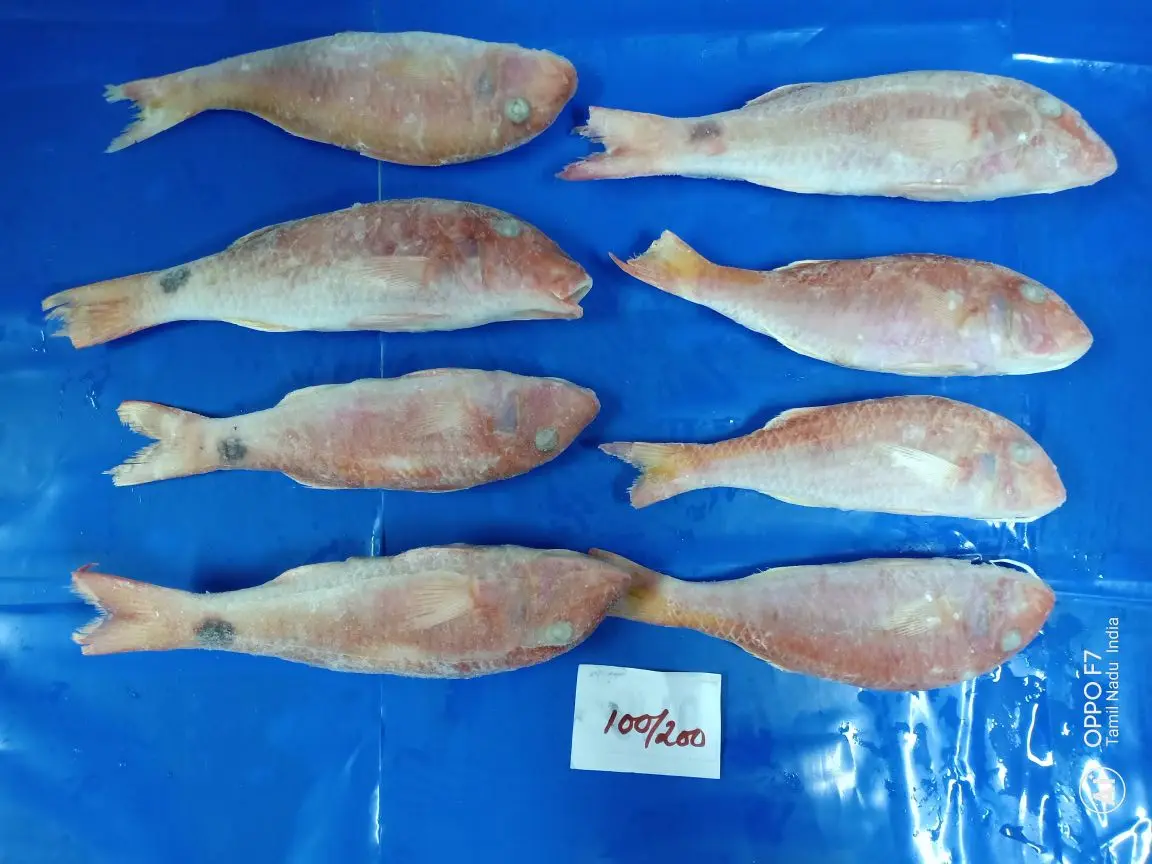 
FROZEN RED MULLET WHOLE 