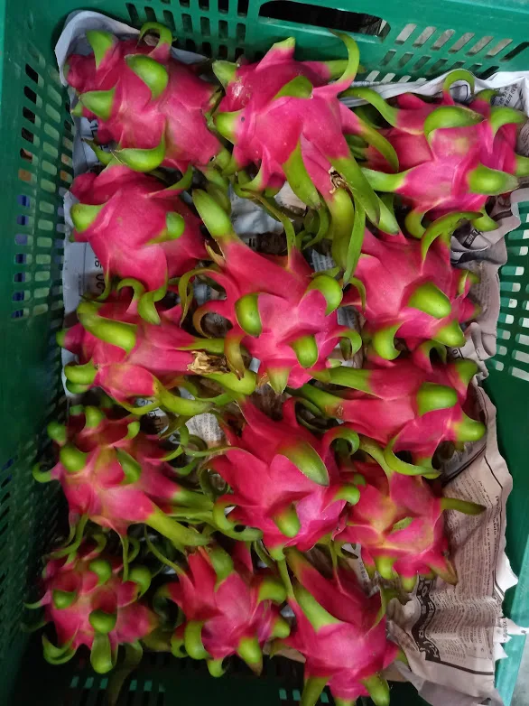  Красный/белый (питайя) фрукты пара термической обработки высокое качество свежая питайя естественного сладкого 0084947900124