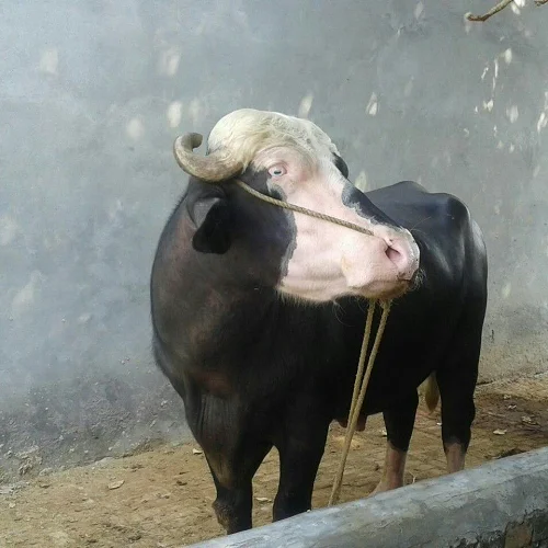 Nili-Ravi cows oxes bulls livestock cattle