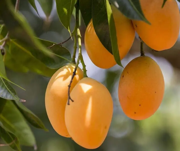 Замороженная манго пюре из Вьетнама/IQF замороженное 2021/мисс Эстер (WhatsApp + 84 963590549)