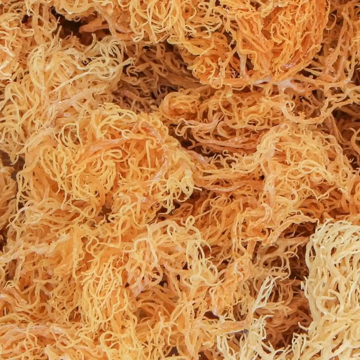 Best Selling Vietnamese New Crop Dried Vegetable Flakes Seamoss Wholesale Dried Seamoss/Katty