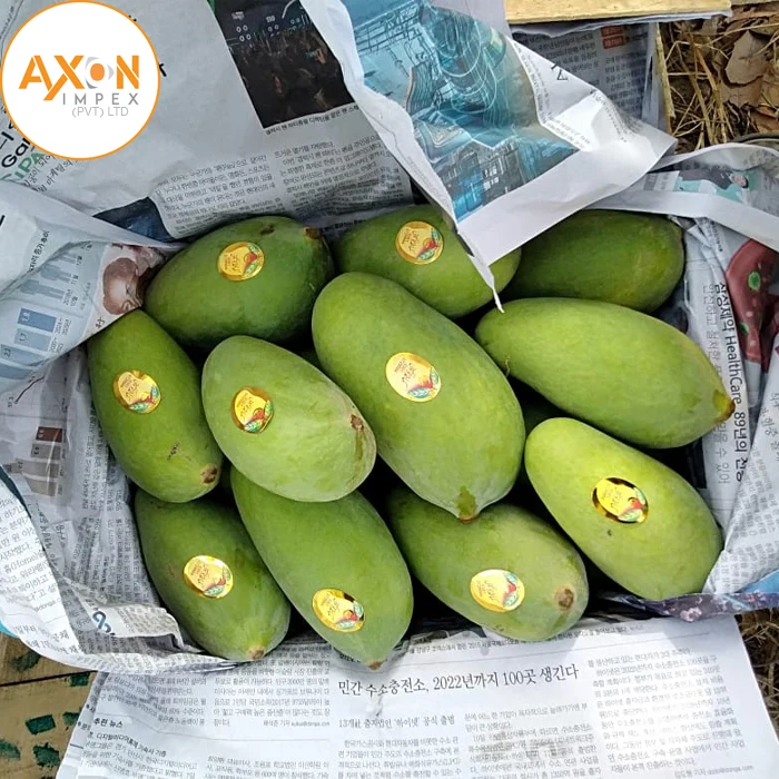 Fresh Green Mango From Vietnam