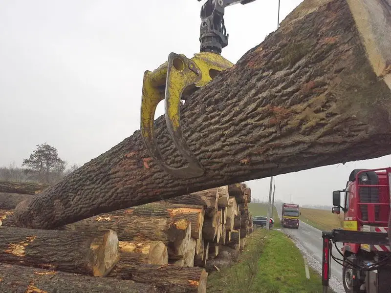 Poplar Veneer Logs 80+