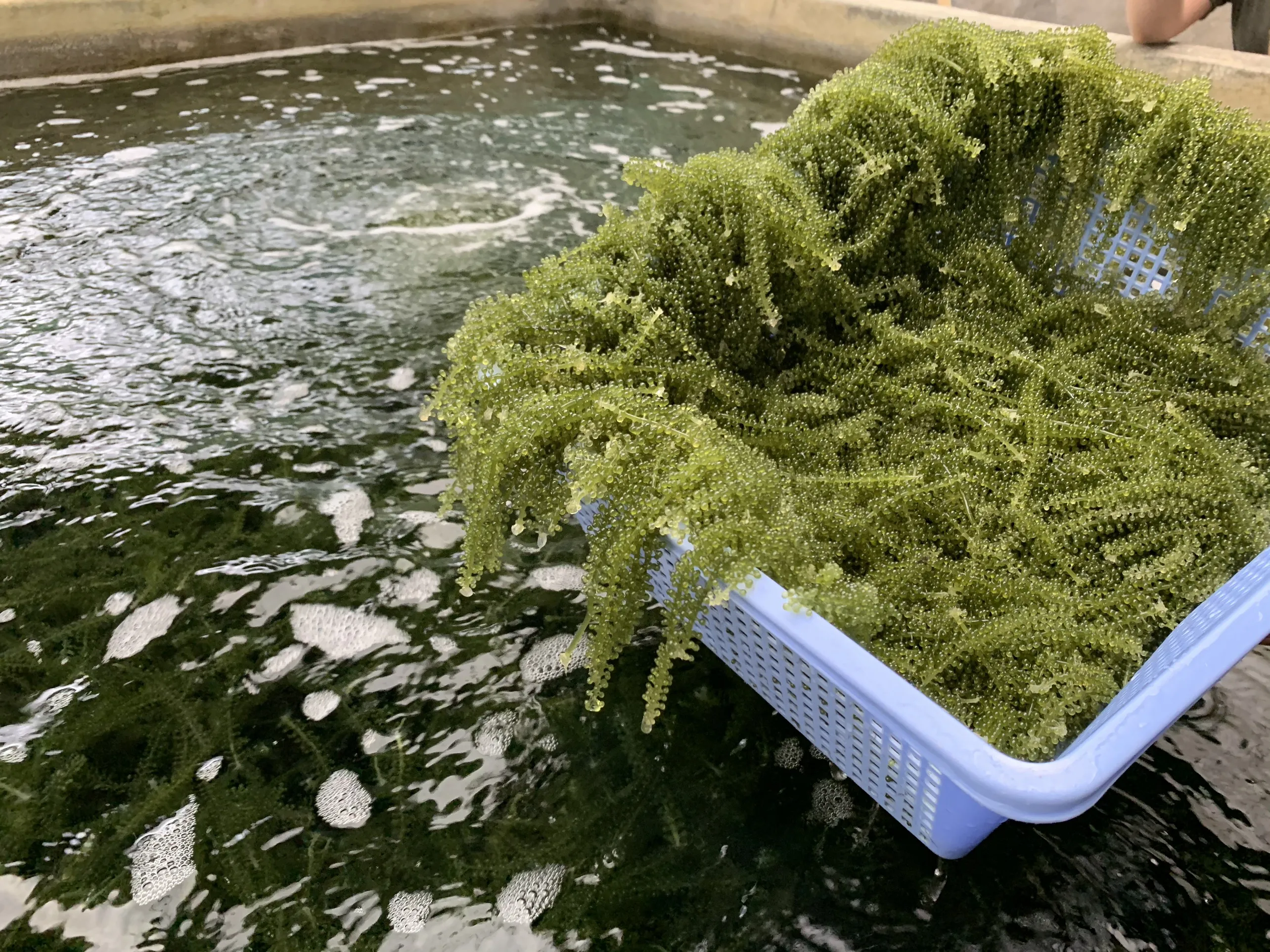 
Vegan Green Carvier VLUMI Seaweed Fresh Sea Grapes - Umibudo for Sashimi 