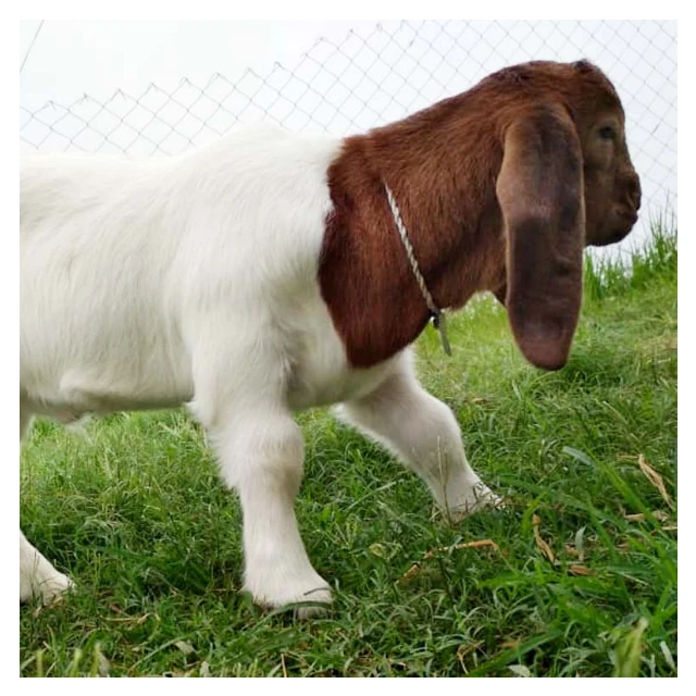 
Top Best Quality Prices 100% Full Blood Live Boer Goats Quality South Africa Live Pure Breed Boer Goat 
