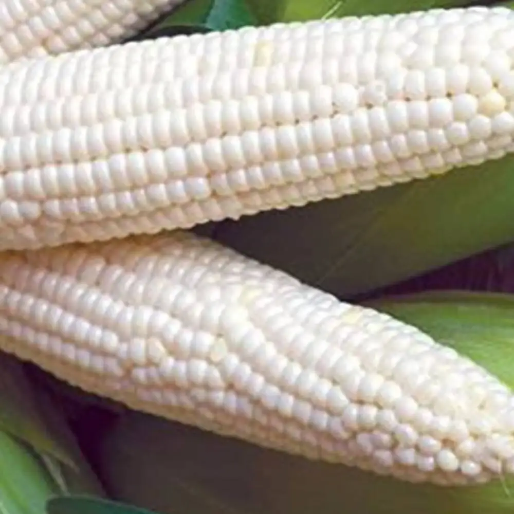 Wholesale price frozen corn whole kernels white corn