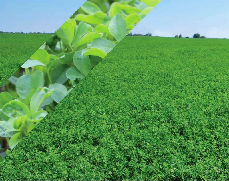 
LOW MOISTURE ALFALFA HAY BALE FOR INTERNATIONAL MARKET 