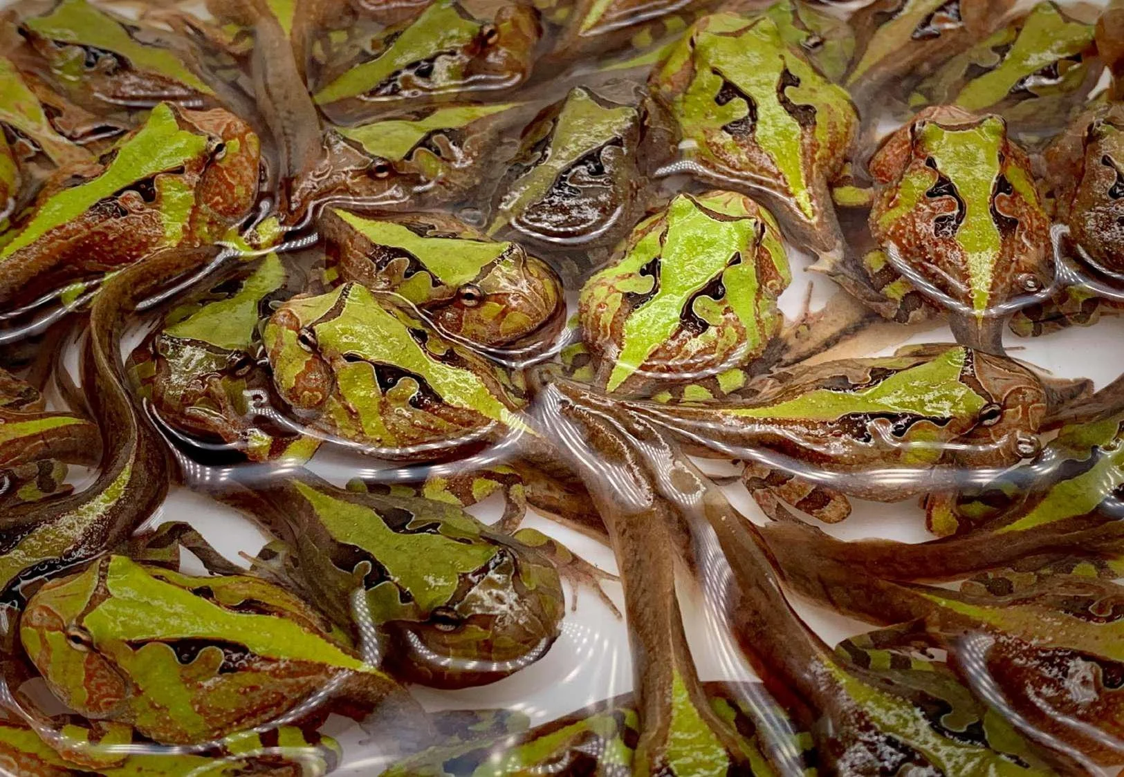 
Farm bred Red Ceratophrys cornuta South American Pacman frog For sale 