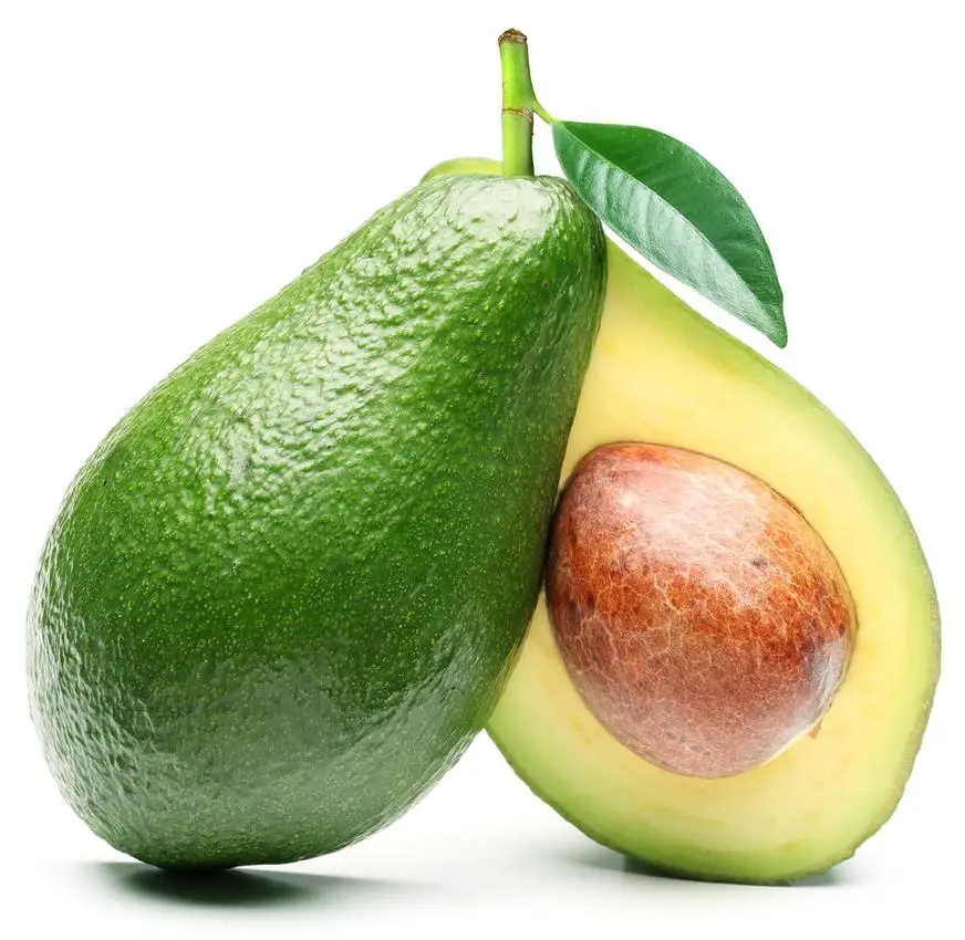 Good Quality avocado trees tanzania fresh hass avocado