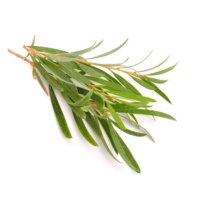 100% Pure Cajeput Oil