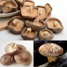 High Quality Viet Nam Manufacturer Phuc Nguyen Dried Shiitake Mushroom 100gr
