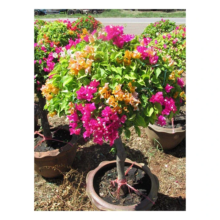 Натуральные растения бугенвиллеи из Таиланда